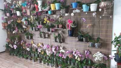 PromoÃ§Ã£o Especial Finados Bem Me Quer Floricultura 